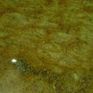 Sahara Yellow/Gold